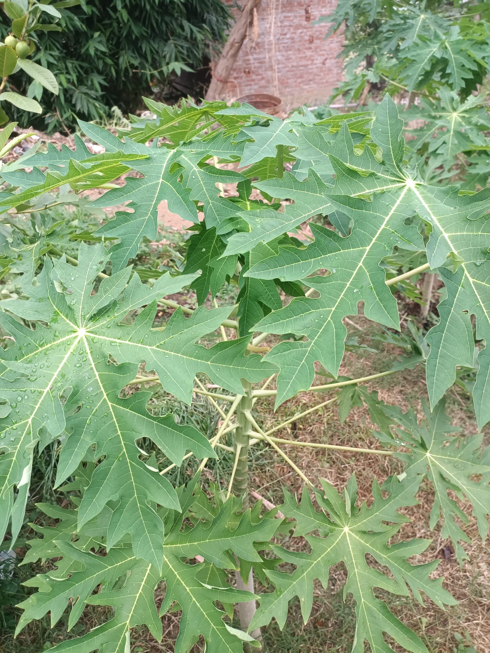 गांव की खेती की जानकारी- a green leafy plant with many leaves