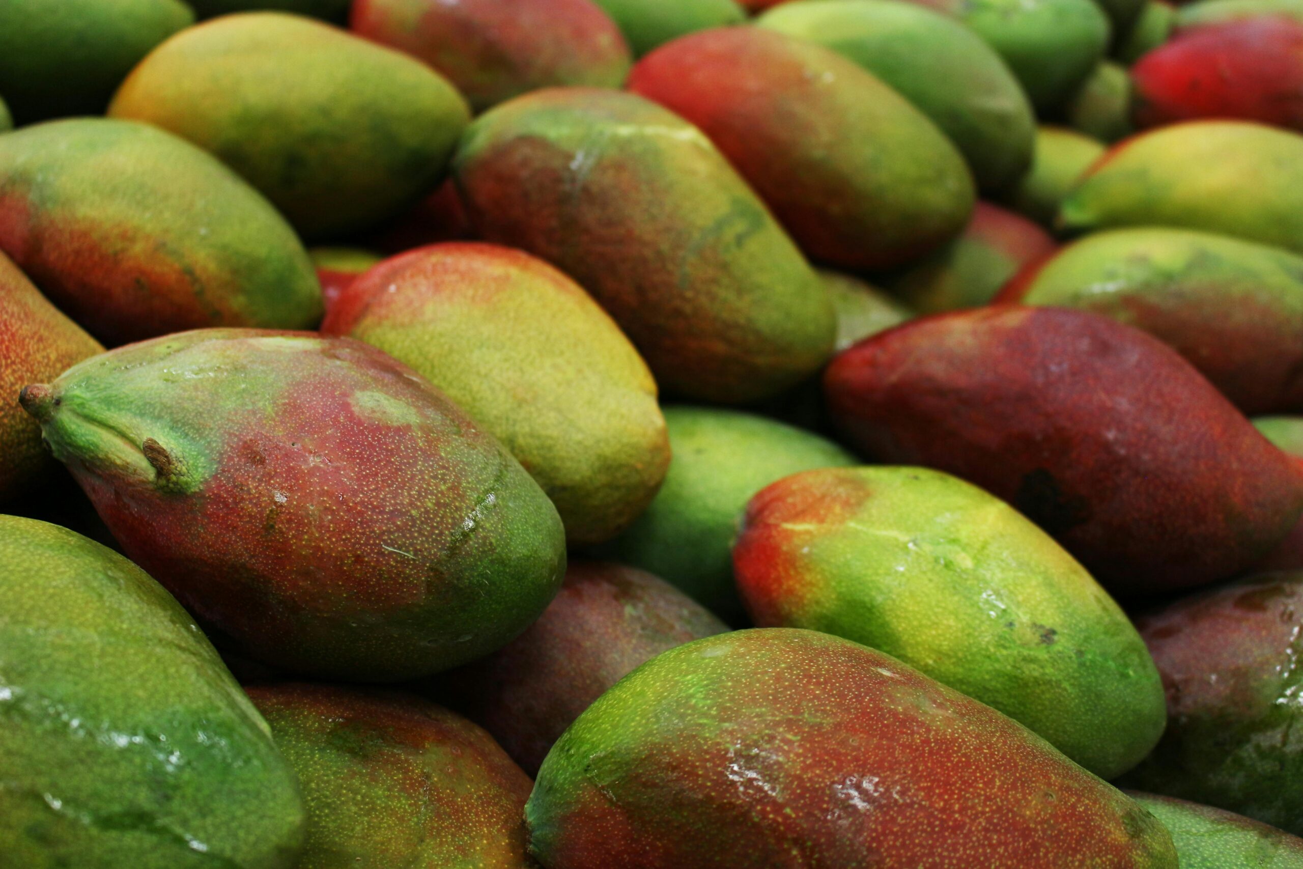 grafted mango plants-कलमी आम