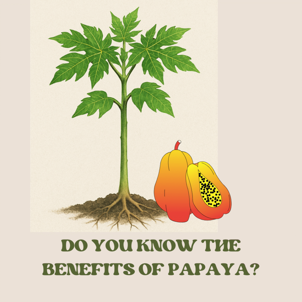 papaya plant