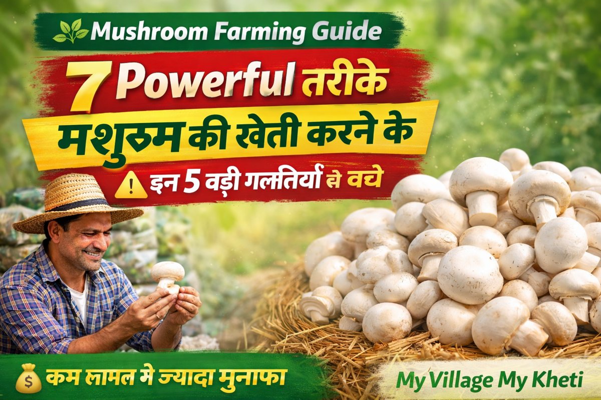 mushroom_farmig-in-india.Best Tips Mushroom Farming
