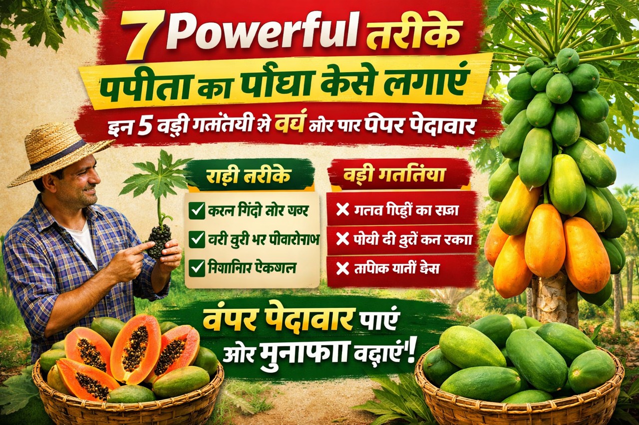पपीता का पौधा कैसे लगाएं पपीता,papita papaya