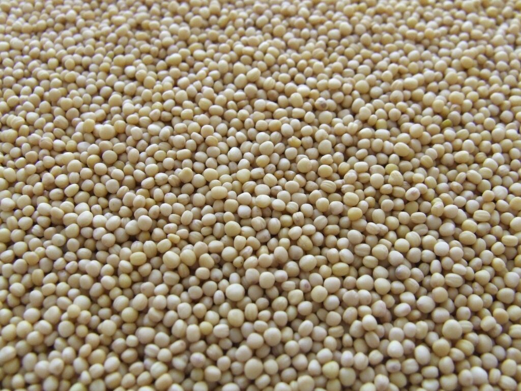 soyabean ki keti (soyabean beej)