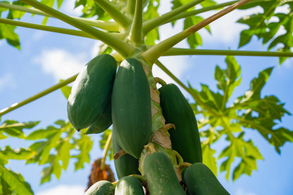 Vibrant green papayas growing on a tree with clear blue skies. Ideal for tropical and agricultural themes.