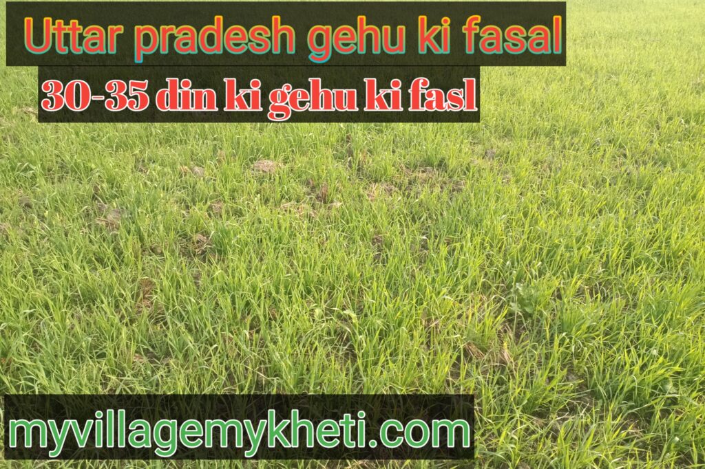 गेहू मे रोग लगाने से कैसे बचाए UTTAR PARDESH KI FASL ,GEHU KI FASAL