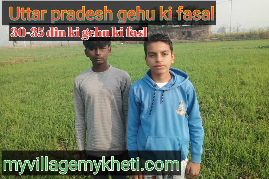 गेहू मे रोग लगाने से कैसे बचाए UTTAR PARDESH KI FASL ,GEHU KI FASAL kiasan ka bachcha