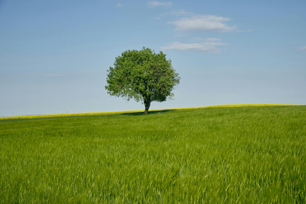 A lone tree stands in a vibrant green wheat field under a blue sky, (गेहू मे रोग लगाने से कैसे बचाए ) symbolizing solitude and nature.
