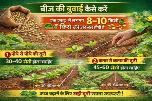 vegetable farming, march april vegetable farming sabji ki kheti, bhindi ki kheti, kheera ki kheti lauki ki kheti, ,karela ki kheti,vegetable farming india, summer vegetable farming